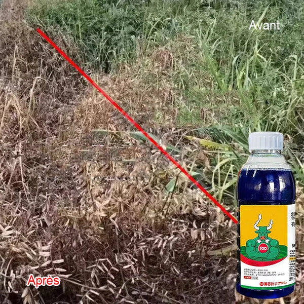 Herbicide Glufosinate à haute concentration